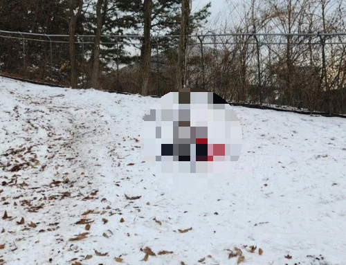 의왕왕송호수_겨울축제_옆_잔디썰매