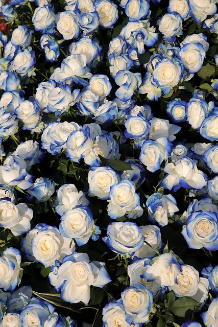 중랑 서울장미축제