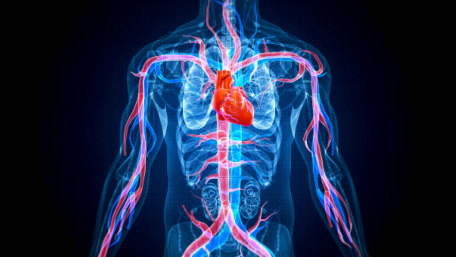 혈관 건강을 지키는 마늘과 생강의 시너지 효과