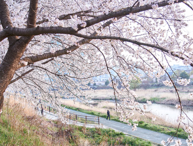 전주한옥마을 봄꽃축제(10)