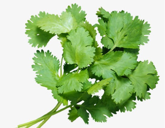 고수나물 사진
