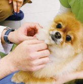 강아지 췌장염 증상