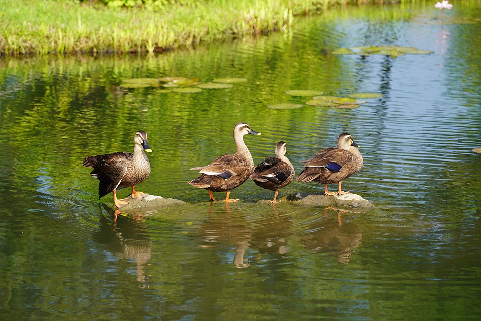 연못 연꽃 잉어 물고기