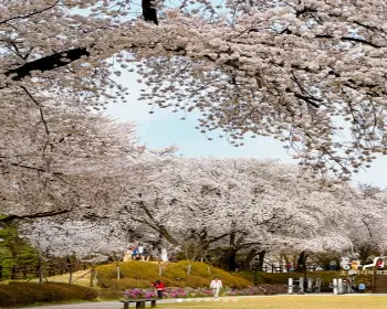 대청호 벚꽃축제_7