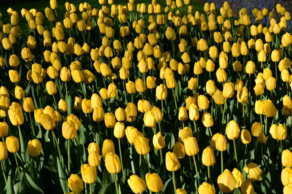 A stunning display of yellow tulips blooming in the fields of Lisse, Zuid-Holland, Netherlands.