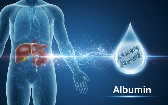 알부민 효능 부작용 효과 가격 당뇨 먹는법 수치 부족하면 생기는 증상 총정리2