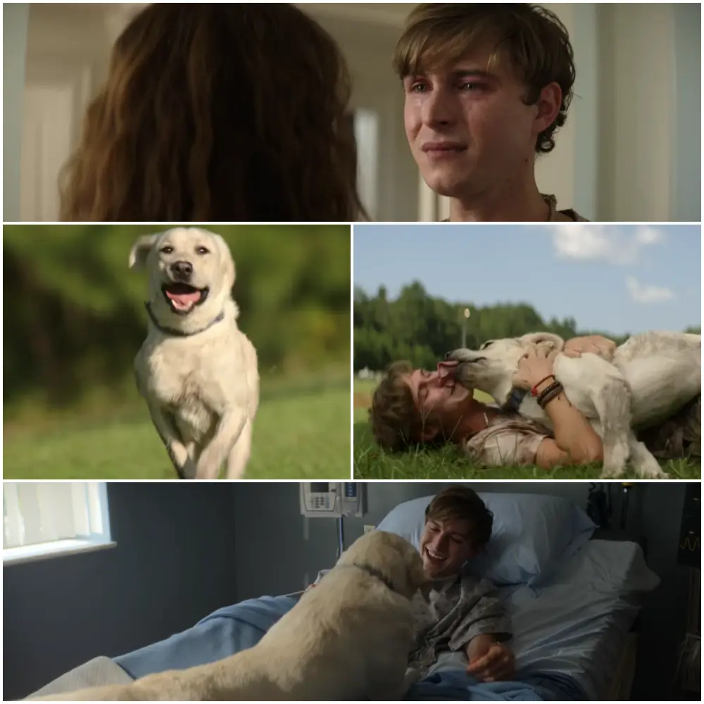 우리집 개를 찾습니다 실종된 반려견을 찾고 만나는 장면