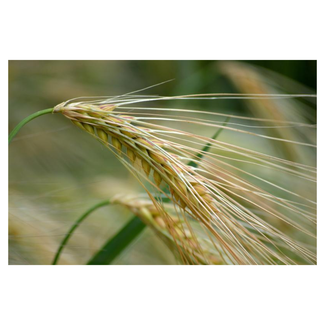 식물성 멜라토닌과 관련된 사진입니다.