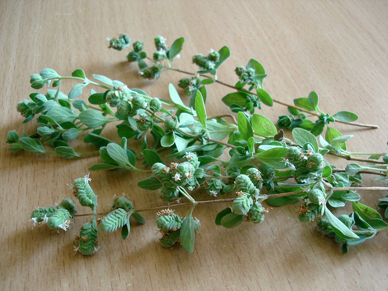 오레가노 (Oregano)