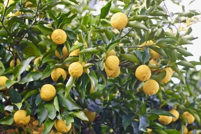 유자차 혈액 흐름 관리 효능