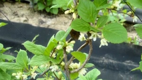 오미자-생태특성-꽃-개화시기