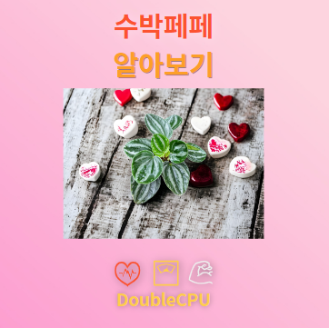 수박페페 꽃말 및 탐구