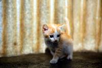 고양이 꿈해몽