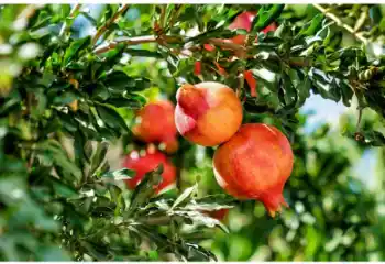 석류 가격 및 효능&amp;#44; 영양성분과 부작용