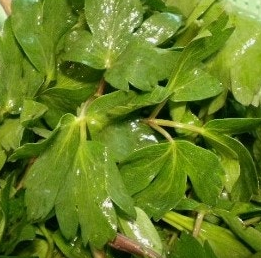 방풍나물 효능 부작용 요리 고르는법 칼로리