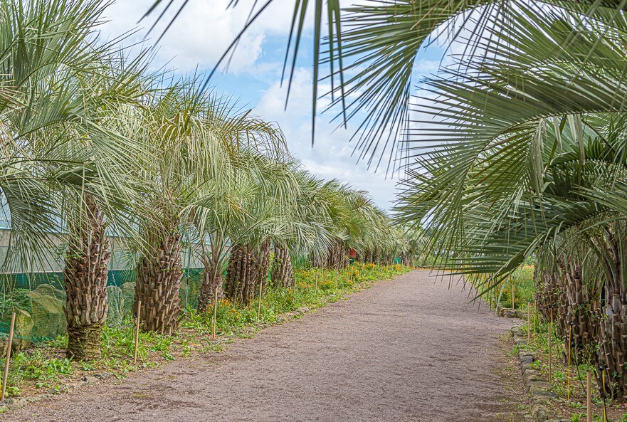 2025년 휴애리 봄 수국축제 완벽 가이드 : 오색빛깔 아름다운 수국 축제!!