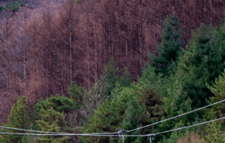 무주 덕유산 케이블카 운행시간