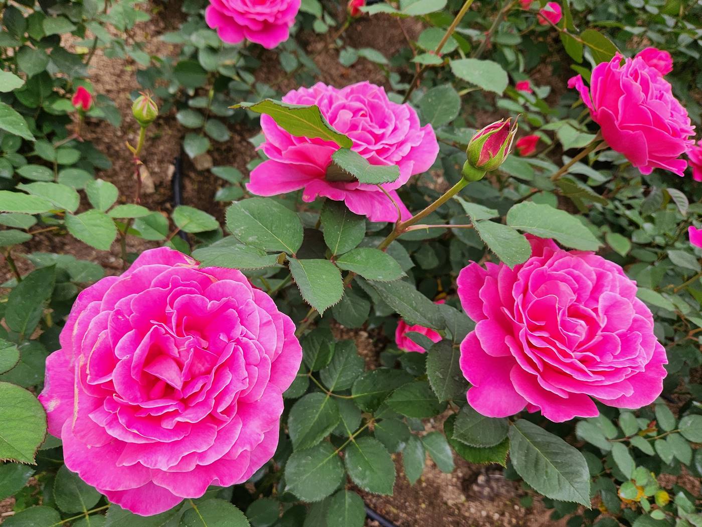 장미 핑크피스 Pink Peace