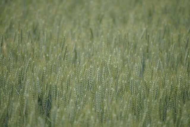 귀촌 실패자들의 공통점