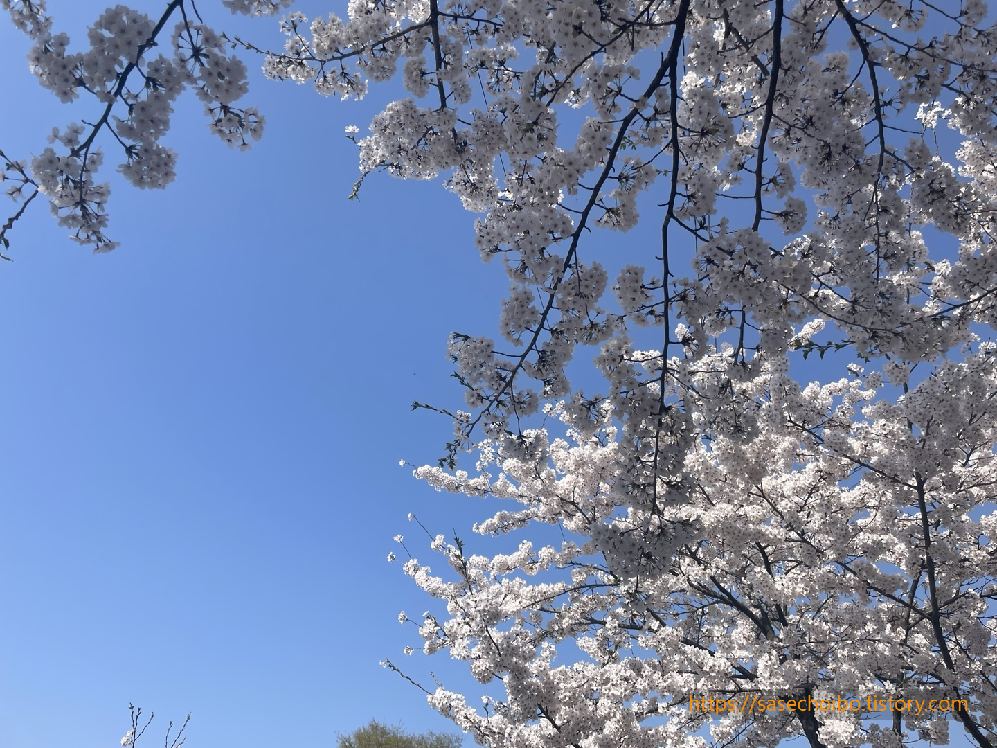 벚꽃 사진 2