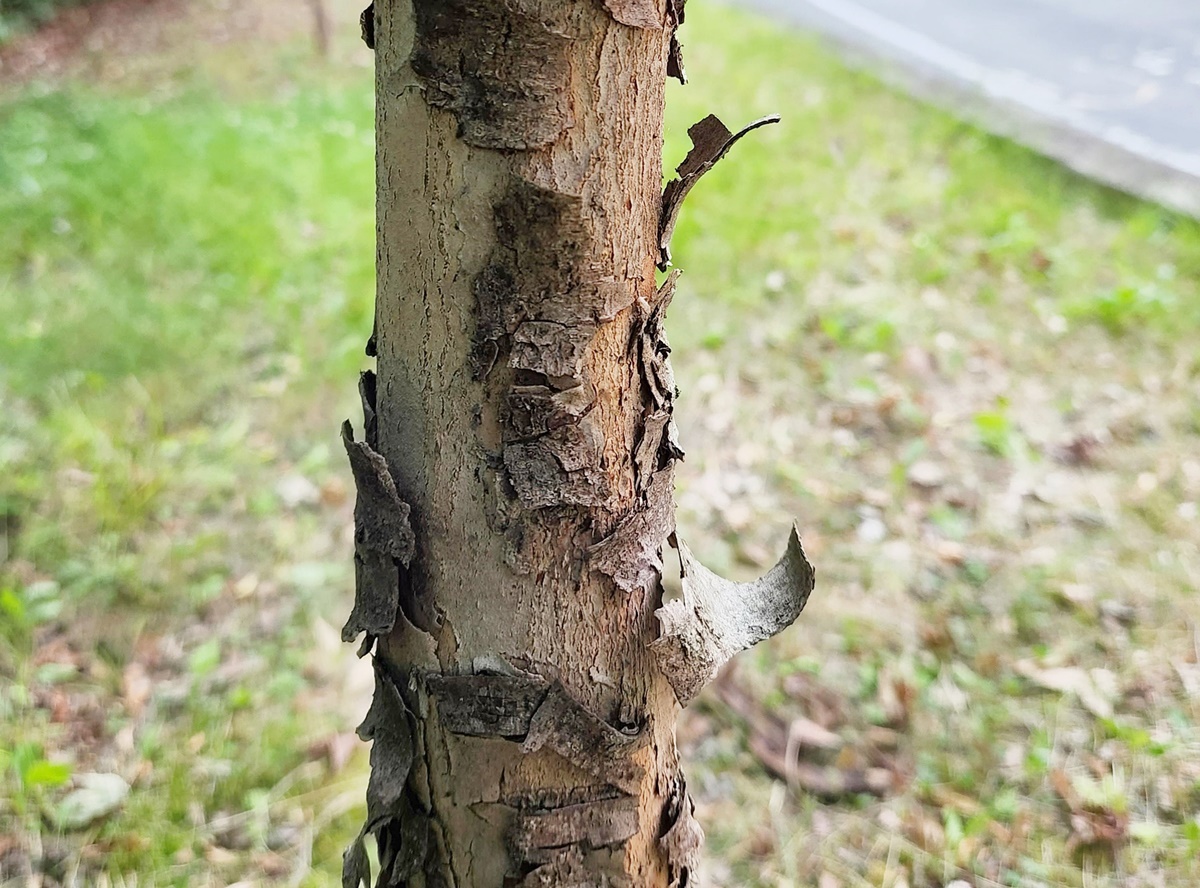산수유
