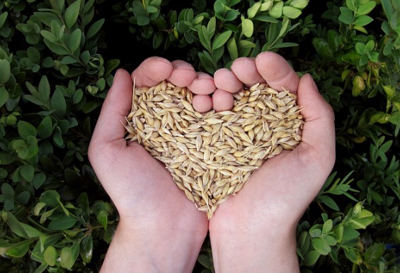 카무트의 하루 권장량