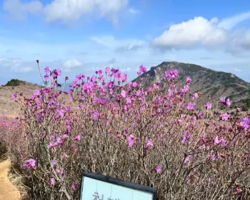 비슬산 참꽃축제_9