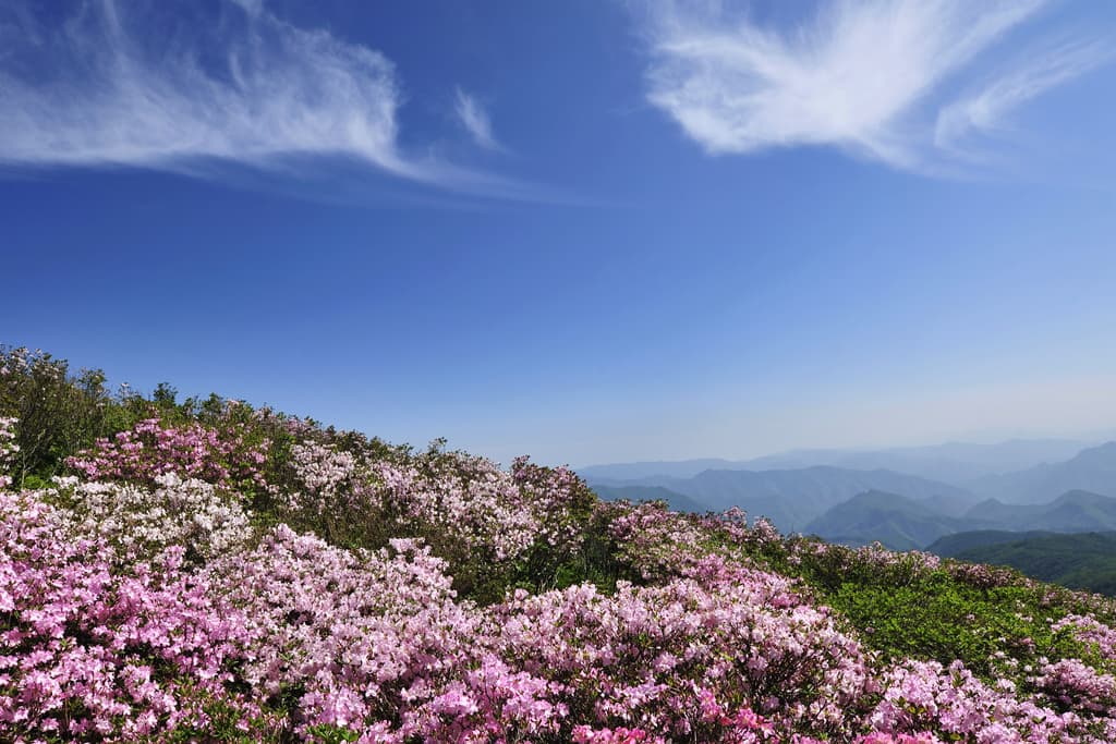 [6월 축제]2025 두위봉 철쭉제 산맥 페스티벌❘일정, 기간, 개화 상황, 공연 및 프로그램 정리