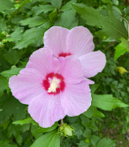 화담숲 예약 할인