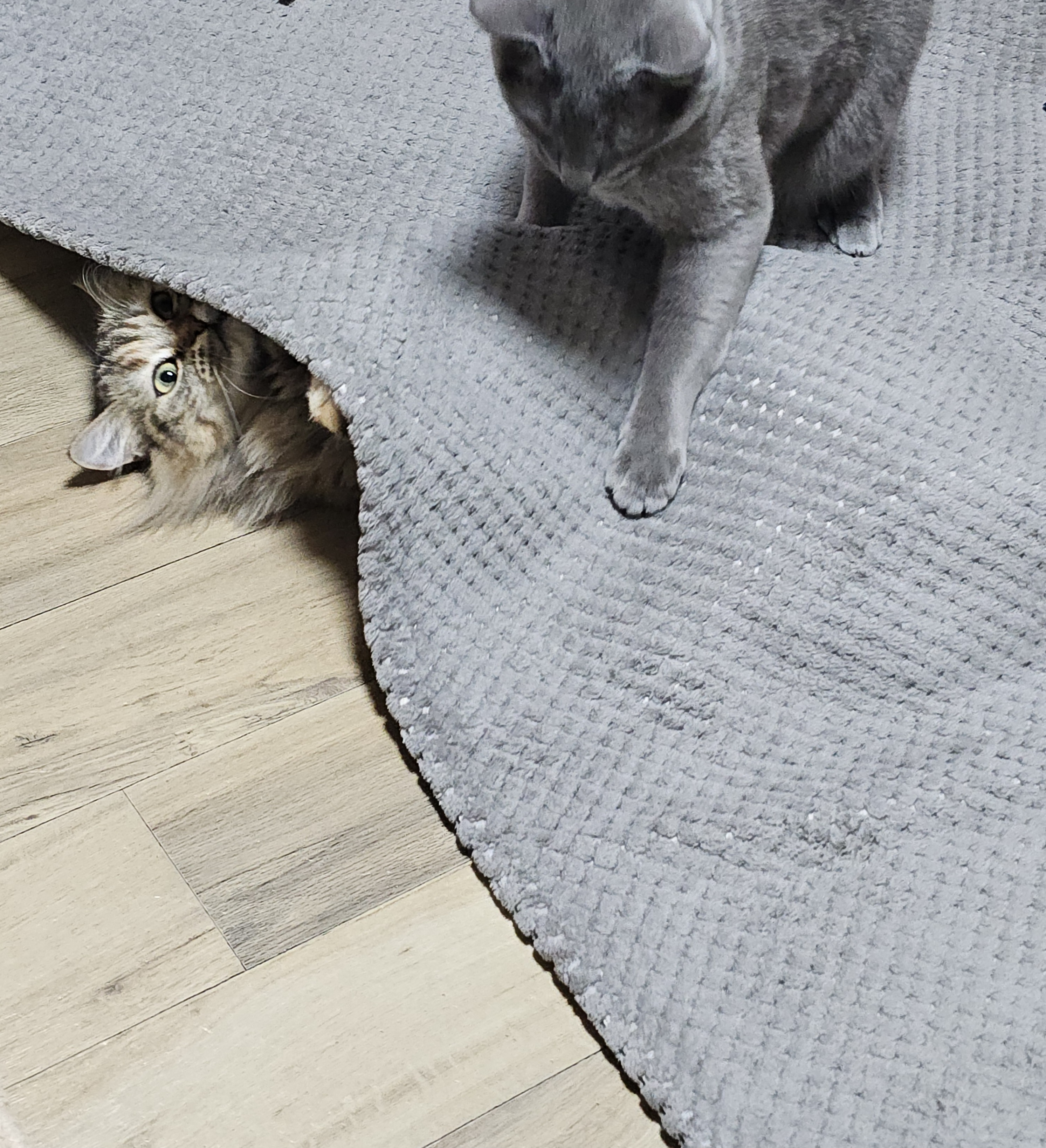 슬기로운 집사 생활