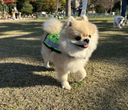 2025년 반려견 순찰대 추가 모집!