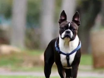 보스턴 테리어 애교만점 강아지 특징_13