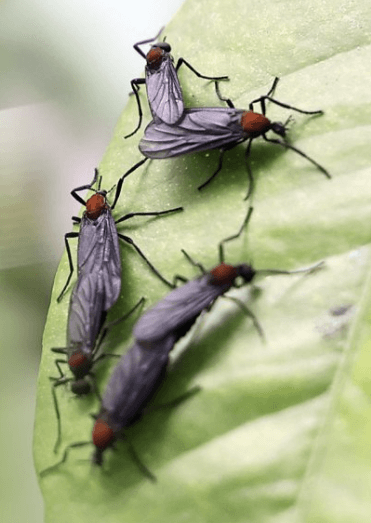 러브버그 퇴치법