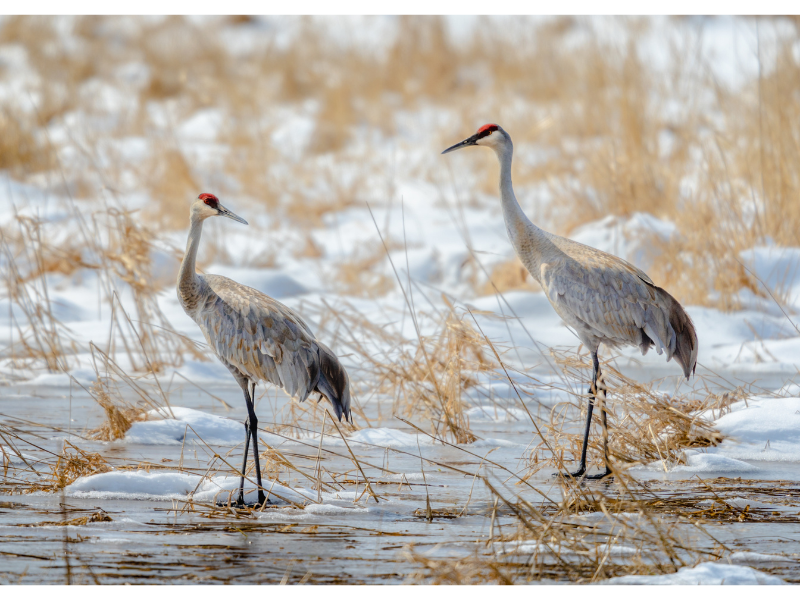 cranes