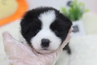 보더콜리분양가 2024년 가격 정보와 분양 팁_16