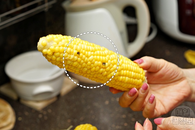 옥수수 알갱이 검은점 곰팡이 식중독, 옥수수 보관법, 옥수수 삶는방법, 초당옥수수 찰옥수수, 음식, 팁줌 매일꿀정보