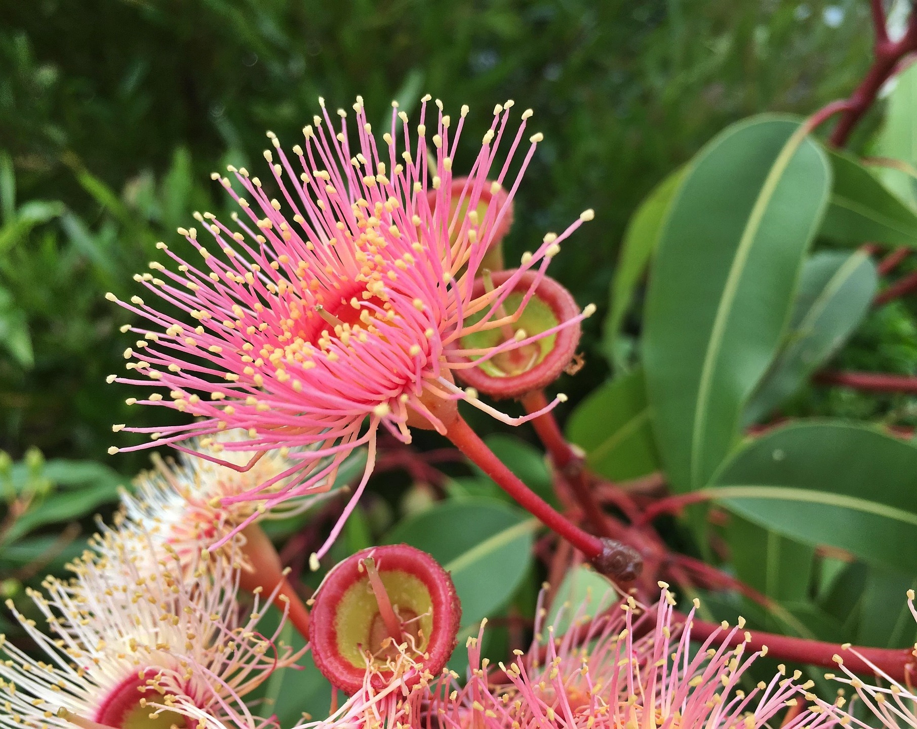 영하 한파 식물 살리는 법! 다육이&middot;몬스테라&middot;고무나무 겨울 가이드