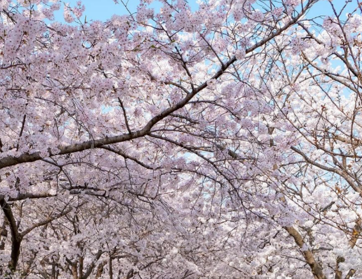 영등포 봄꽃축제(여의도 윤중로 벚꽃축제)