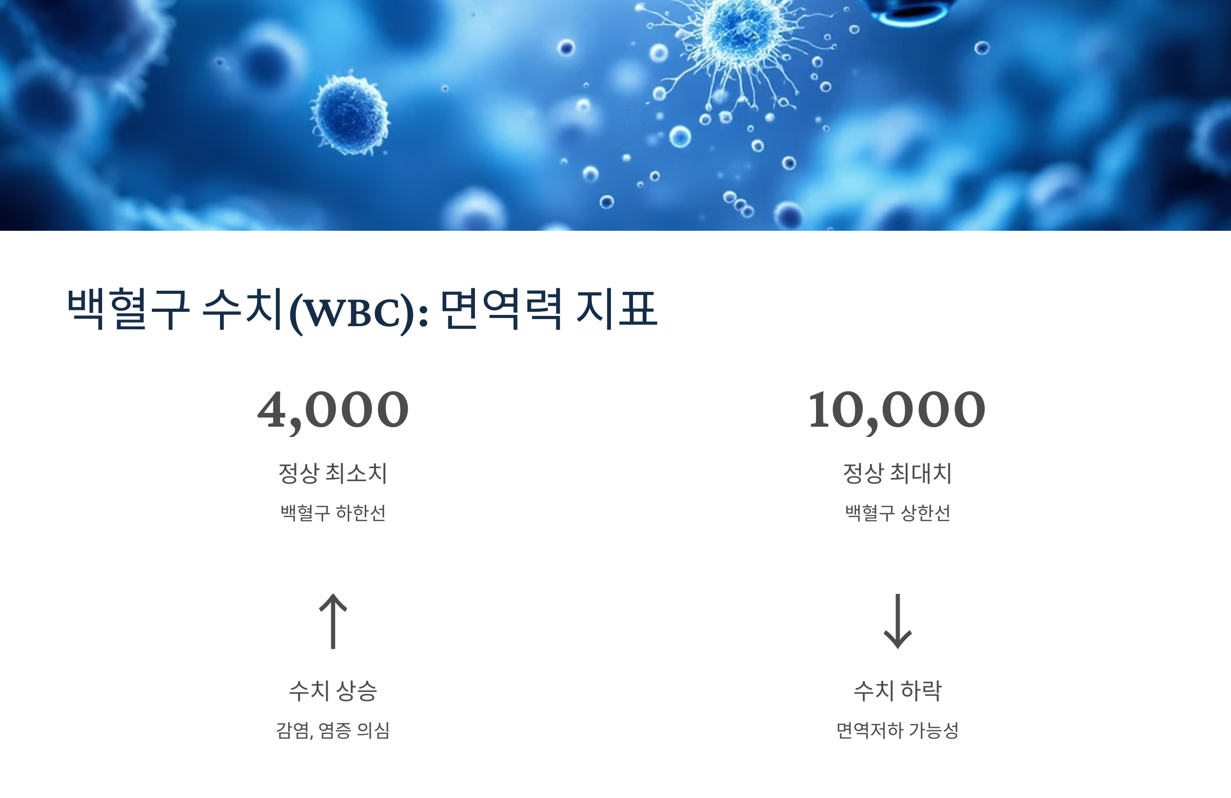 백혈구 수치에 대한 이미지 안내