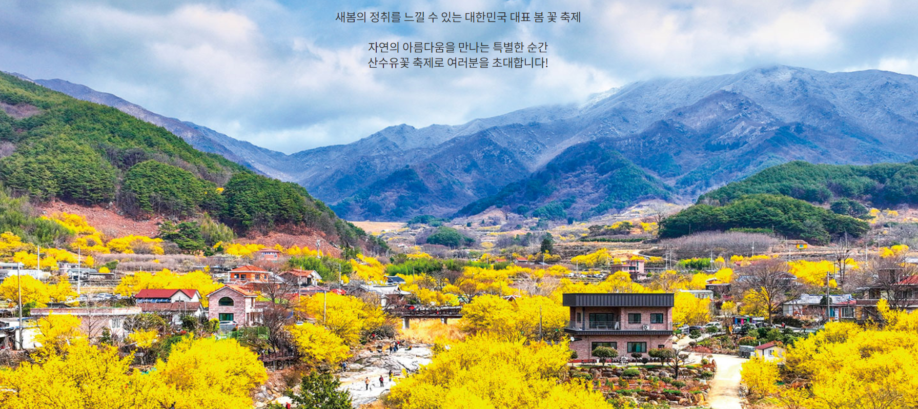 3월 꽃구경 꽃축제 베스트 5: 구례 산수유꽃 축제