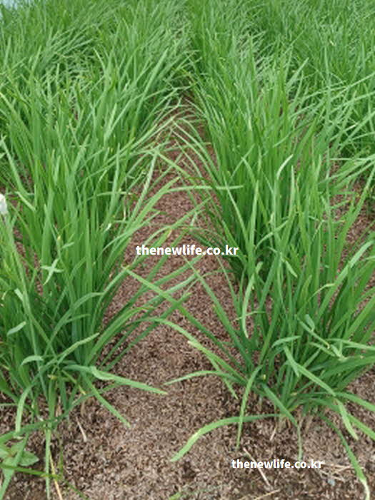 부추 효능 면역력 강화 비타민 C