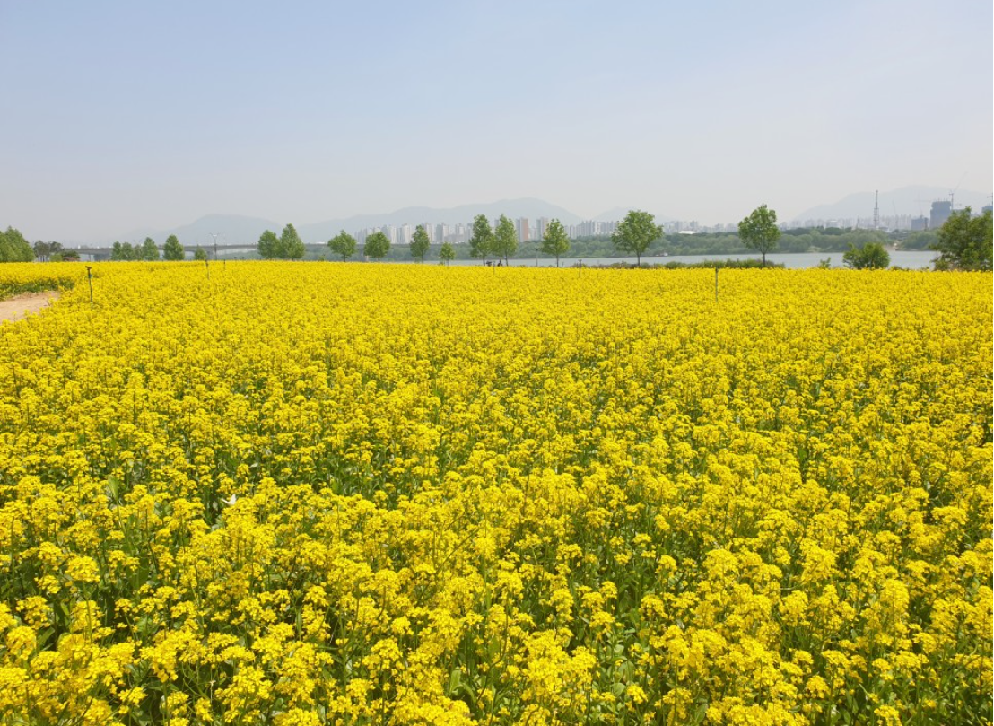 2023.구리 유채꽃축제.유채꽃 한강예술제.유채꽃 개화현황.주차