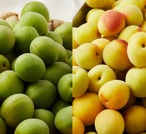 명품매실 남고 천매