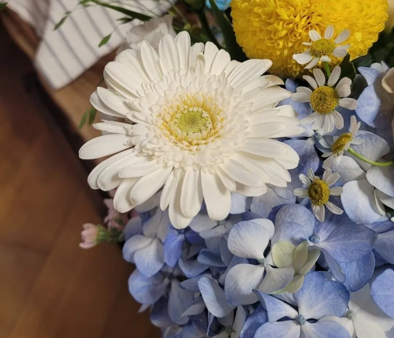"거베라