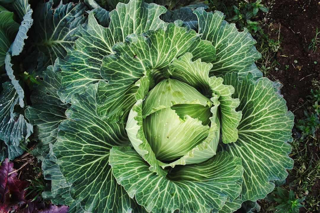 Vegetables.