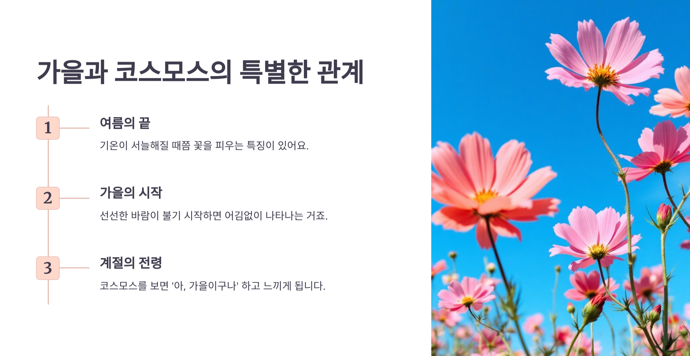 코스모스