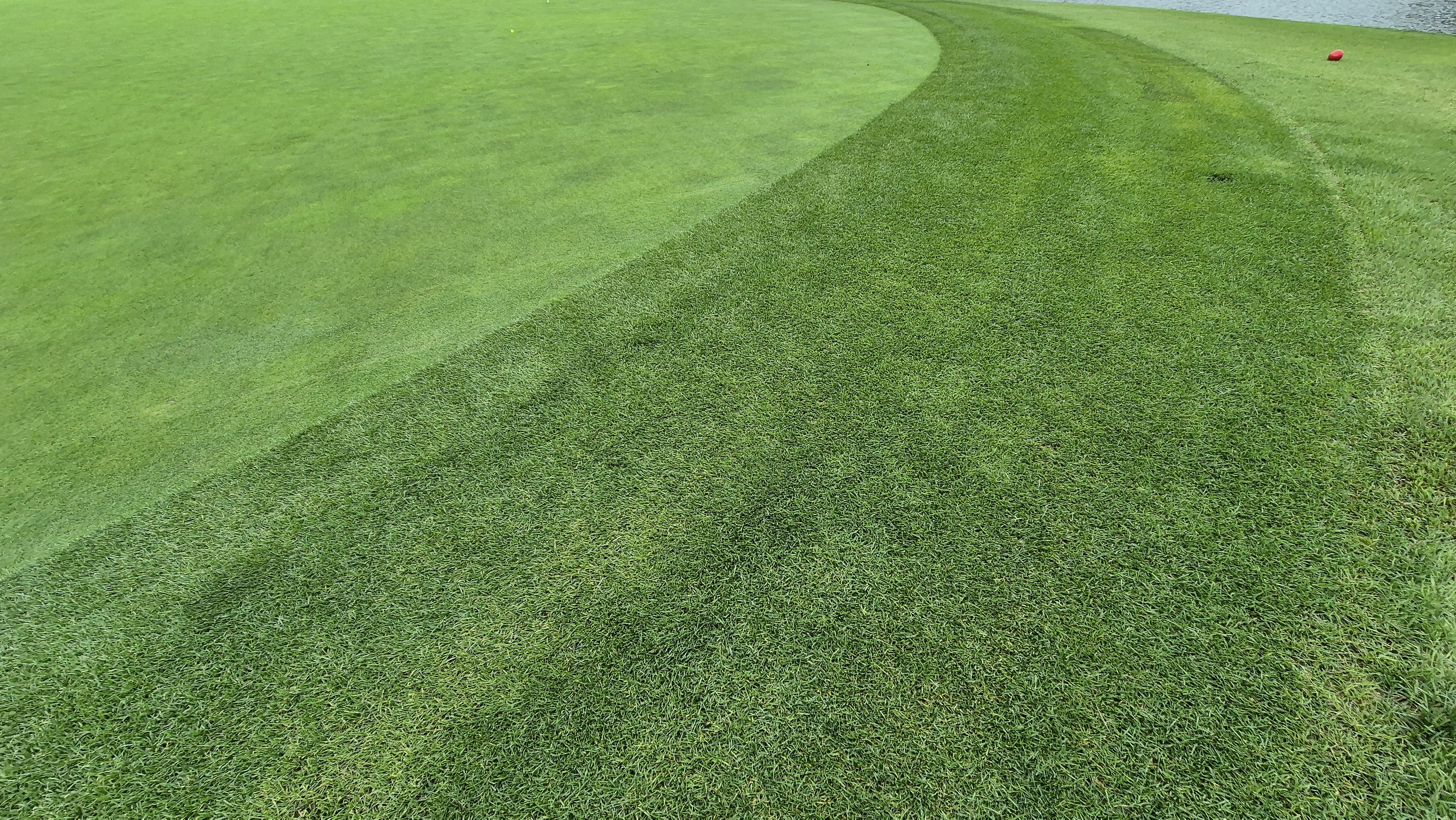 파인스톤cc 그린 관리 상태