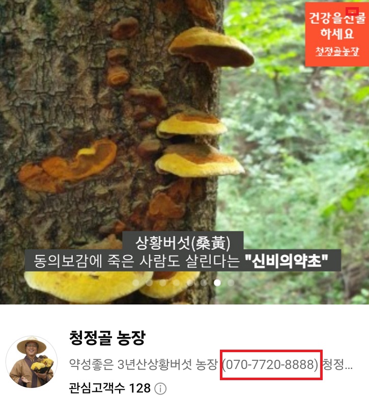 동네한바퀴-강화도-상황버섯-고범수