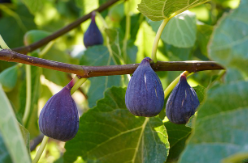 전남 영암 무화과 주문 방법