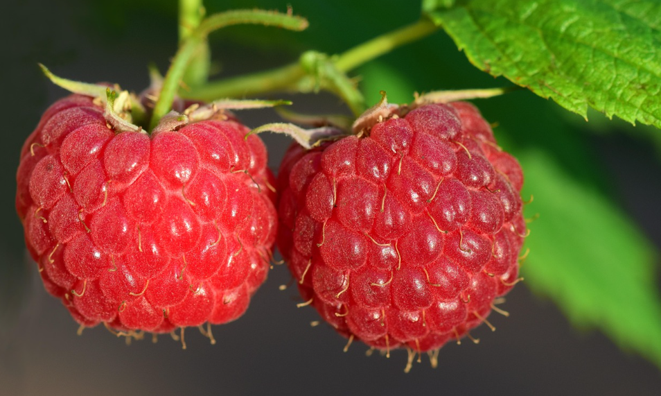 라즈베리의 모습